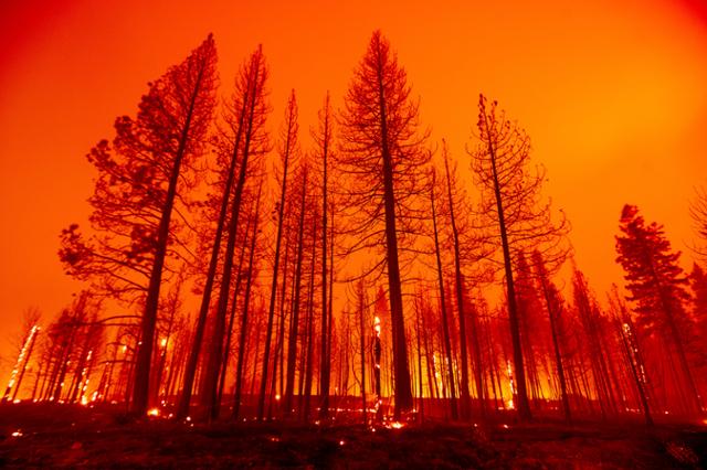 미국 캘리포니아주 플러머스카운티 소방관들이 3일 딕시 산불 확산을 막기 위해 맞불을 놓아 나무가 타오르고 있다. 지난달 14일 발생한 역대 최대 산불인 '딕시 산불'로 서울시의 1.7배에 육박하는 땅이 불탔다. 플러머스=AP뉴시스