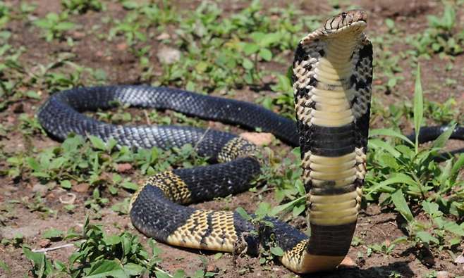 맹독 코브라 탈출 3일째 행방 묘연…美 텍사스 불안감 확산(사진=그랜드프레리 경찰/트위터)