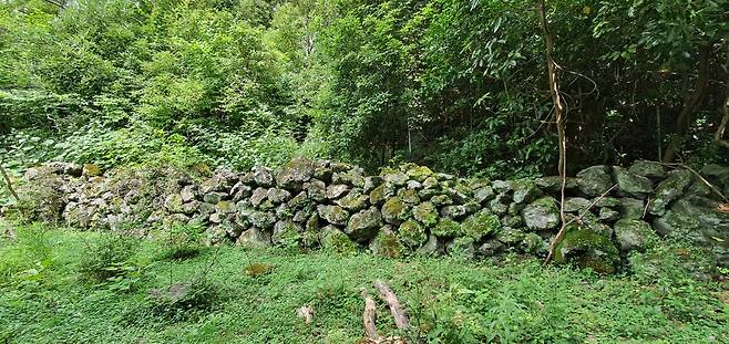 Jatdam Stone Walls in Gotjawal regions used to demarcate grazing land for livestock farming. (Kim Hae-yeon/The Korea Herald)