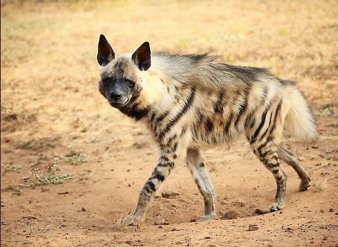 줄무늬 하이에나. 아프리카 대륙부터 아라비아 반도와 인도 부근까지 분포한다. 하이에나 종류중 서식범위가 가장 넓다.  /Stewie Stewart 트위터