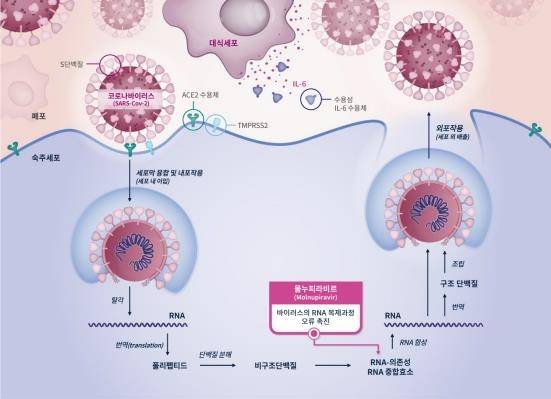 몰누피라비르 작용 기전 출처: 미국의학협회 저널(JAMA. 2020;323(18):1824-1836. doi:10.1001/jama.2020.6019). 한국MSD가 국문으로 변경.