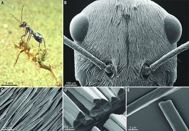 은색 광택이 도는 사하라은개미의 모습은 은으로 만든 조각물처럼 보인다. 전자현미경으로 확대해 보면 미세한 털이 몸을 빽빽이 덮고 있는데, 털은 속이 빈 삼각기둥 형태로 햇빛을 산란시켜 몸에 도달하지 못하게 한다. 여기에 중적외선을 내보내는 복사냉각 효과가 더해져 다른 절지동물보다 체온을 낮게 유지할 수 있다. 사이언스 제공