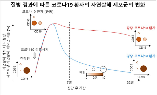 질병 경과에 따른 코로나19 환자의 자연살해 세포군의 변화. /자료=카이스트