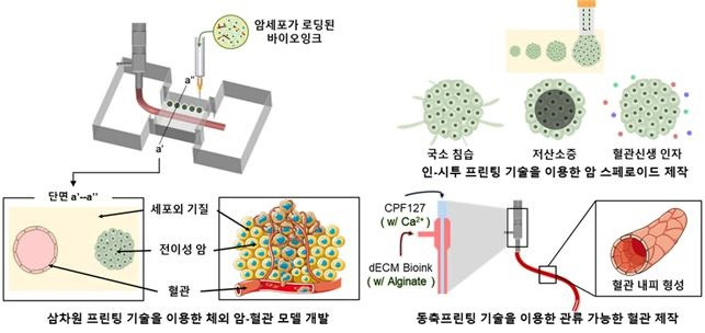 암, 혈관 모델 제작 개념도. 포스텍 제공.