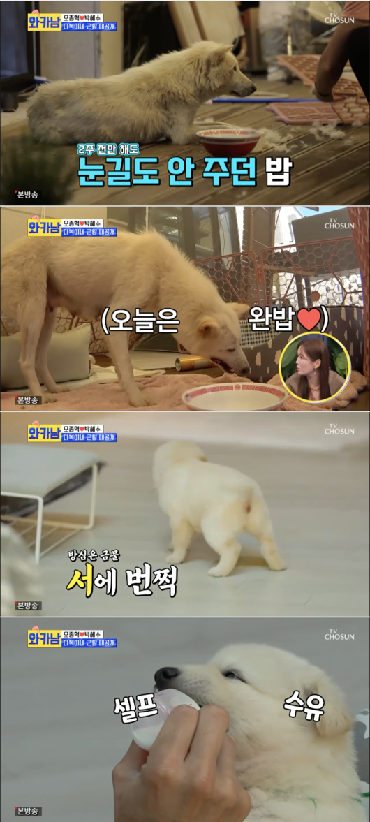 The man who uses the wipe card Oh Jong-hyuk was surprised at the amount of puppy kindergarten.On the 10th, TV Chosun Wipe Card Written Man (hereinafter referred to as Wakanam) Oh Jong-hyuk and his wife Park Hye-soo released their daily lives.Kim Bin-woo, who lost weight completely on a diet, said, Thats hard, I did it because I deserved it. Choi Yong-soo said, I was surprised to see Hong Hyun-hees old photos.It was seven or eight years ago, I did not know who it was. Lee Ha Jung took his daughter Yudami to visit Kim Bin-woos home; Kim Bin-woo then prepared the meal.I wrapped the chicken breast in a rice paper and cooked it with air friar.Lee Ha Jung asked, How many months have you done diet? Kim Bin-woo said, I have been working out for five months. My husband helped me a lot in the morning and evening.Lee Ha Jung said, My husband will not be able to see me for a minute. Kim Bin-woo laughed when he said, Do not want your 53-year-old to have childcare.Oh Jong-hyuk and wife Park Hye-soo are temporarily protecting Daboki and seven young. Park Hye-soo said, We always say that we seem to be working.I will be cheap as soon as I eat it. Park Hye-soo, tired of the cubs who urinated on the relay, also suffers from sofas; Oh Jong-hyuk and his wife, Lulu and Caru, go to kindergarten.Oh Jong-hyuk asked, How much is the Kindergarten expenses? Park Hye-soo says, Its not cheap.Park Hye-soo replied, 4 ~ 500,000 won per child, and Oh Jong-hyuk was surprised to say, 4 ~ 50 per child?Oh Jong-hyuk said, I had money in Passbook, but I do not have it. Park Hye-soo said, I was the person who originally worked.Park Hye-soo added, I originally had a pet shop, but it worked out well, but it was a good choice when Corona started.Park Hye-soo, who is preparing to start an unmanned cafe, visited the unmanned cafes and met with experts and began to ask questions seriously.Meanwhile, the TV Chosun entertainment program The Man Who Writes Wife Card is a New Normal Family Reality that encompasses all generations, actively reflecting the growing trend of life with a high economic power in the changing era.the man who uses the wipe card broadcast screen capture