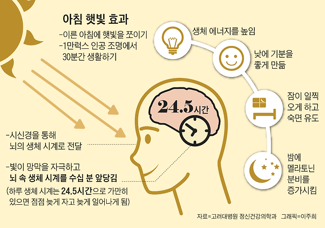 아침 햇빛 효과 / 그래픽=이주희