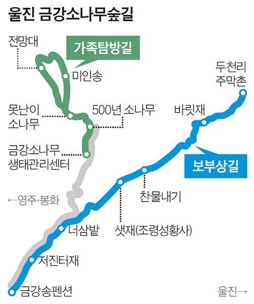울진 금강소나무숲길