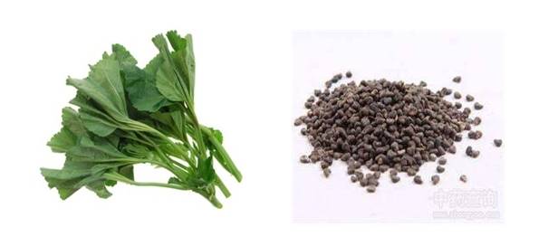 아욱(왼쪽)과 아욱씨(동규자).