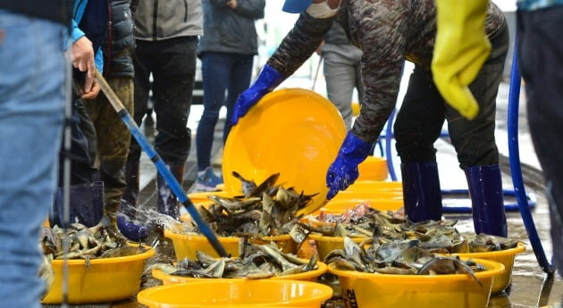 집회에서 수입산 활어를 내던진 양식협회 대표가 '동물보호법 위반 혐의'로 검찰에 송치됐다. 사진은 기사와 무관함. /사진=뉴스1