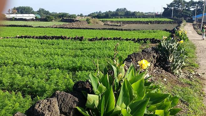 제주 올레길 21코스 / 사진 = 한국관광공사