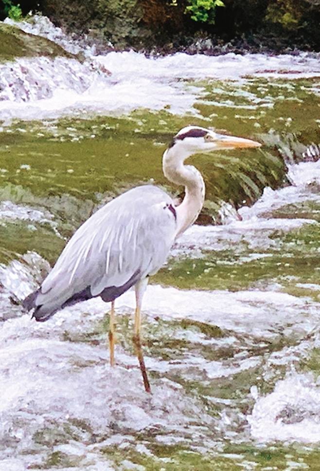 청계천 광교 인근까지 진출한 왜가리.