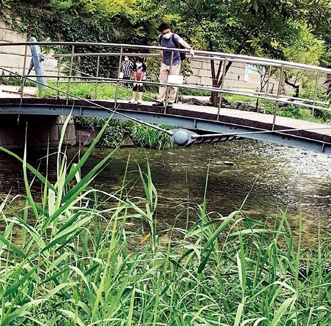 세월교 아래에는 잉어, 붕어, 돌고기, 버들매치, 버들치, 미꾸라지 등 다양한 어류가 살고 있다.