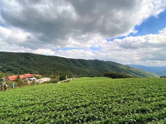 강원도 평창과 강릉을 잇는 진고개. 왼편 해발 960m에 자리잡은 진고개정상휴게소에서 동대산으로 향하는 길 옆에는 드넓은 무밭이 펼쳐져 있다. 김홍준 기자