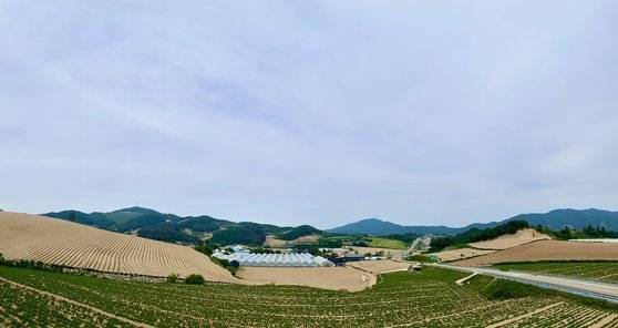 지난 6월 11일 강원 평창군 횡계로, 대관령으로 향하는 길목이다. 횡계는 황태 덕장을 거두면 옥수수를 심는다. 김홍준 기자