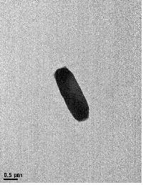 신종 유산균(컴파니락토바실러스 파불리)의 균주 [국립낙동강생물자원관 제공. 재판매 및 DB 금지]