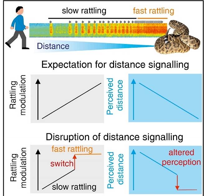 방울뱀 꼬리 흔들기와 청각인지 실험   [Current Biology 제공/ 재판매 및 DB 금지]