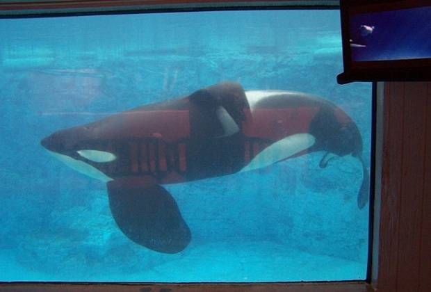 1983년 겨우 2살이었던 ‘틸리쿰’은 아이슬란드에서 포획돼 30년 넘게 수조에 갇혀 쇼에 동원되다 2017년 페사했다.