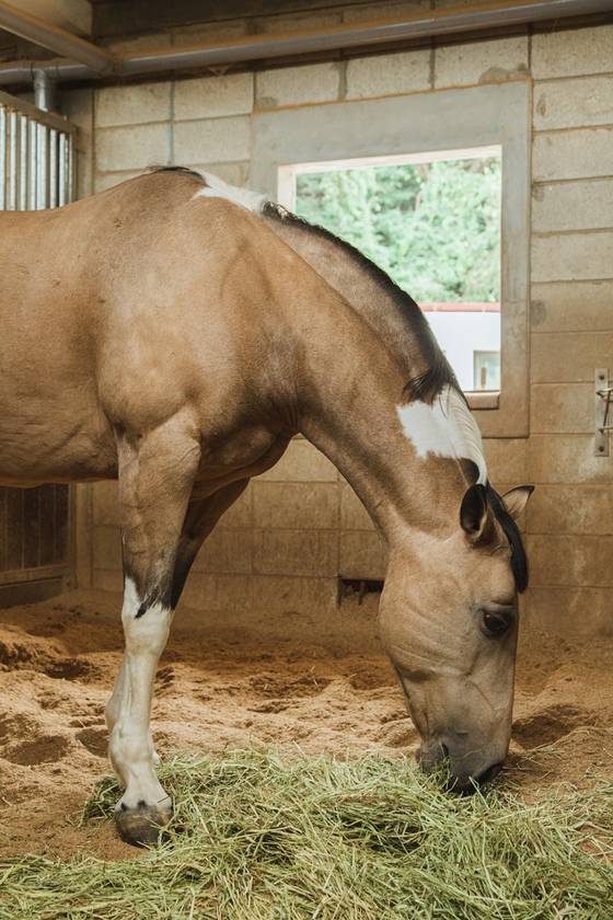 승용마와 경주마 등 렛츠런파크에 있는 모든 말들은 마방에서 말 관리사의 보살핌을 받는다.
