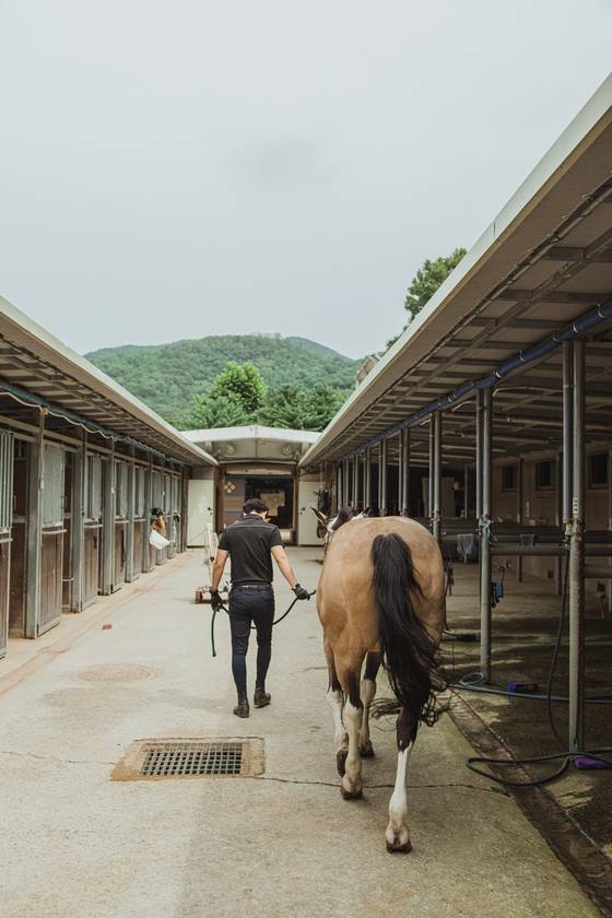 승용마는 보통 경주마보다 성격이 온순하고 사람을 잘 따른다.