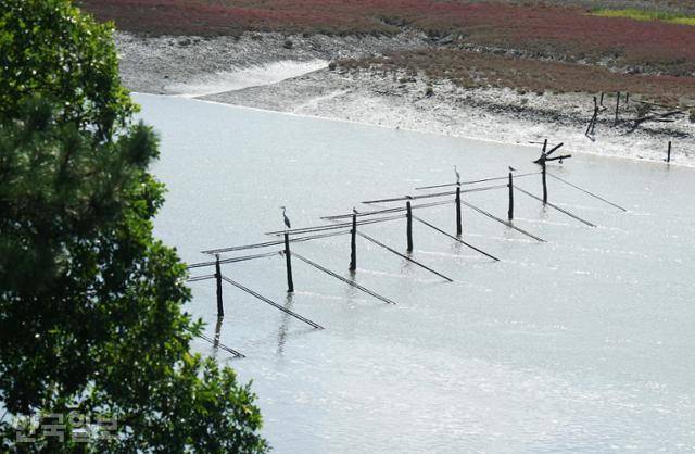 민물과 바닷물이 자유로이 드나드는 좌치나루는 '풍천장어'라 유래된 곳이다. 실뱀장어를 잡기 위해 설치한 그물 지지대마다 물새가 자리를 차지하고 있다.