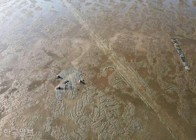 만돌갯벌 앞 갯벌에서 어민들이 바지락을 캐고 있다.
