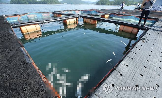 고수온 폐사 물고기 [연합뉴스 자료사진]