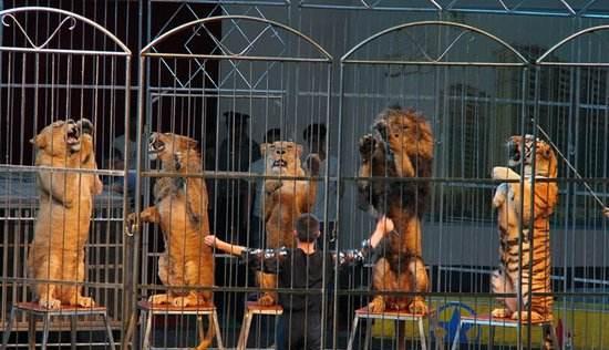 조련되는 서커스단 사자 자료사진