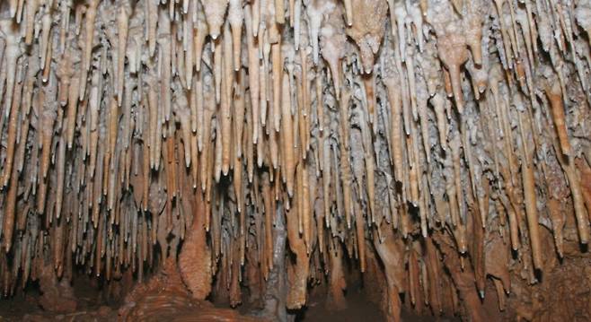 강원도 영월의 연하굴 천장에서 자라는 수많은 종유석. 우경식 제공