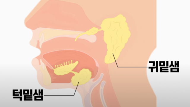 침샘은 귀밑, 턱밑, 혀밑 등 다양한 곳에 분포한다. 강동경희대병원 제공