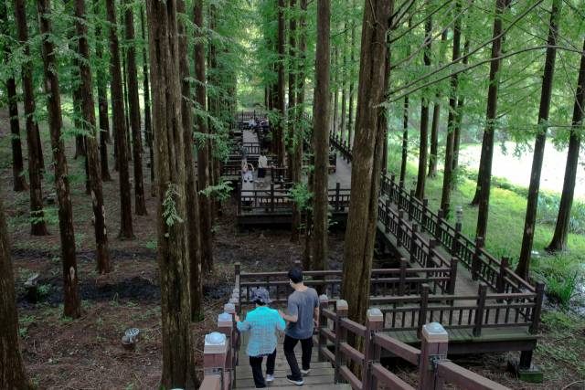 양어장 옆 메타세쿼이아숲은 관람객들이 잠시 쉬었다가는 쉼터다.