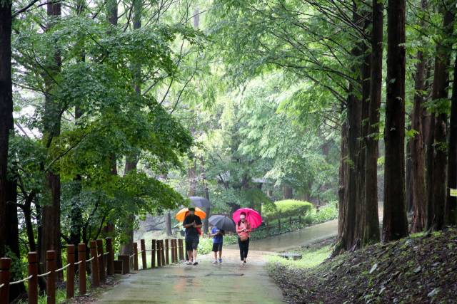 미동산수목원을 찾은 한 가족 단위 관람객이 메타세쿼이아 길을 걸으며 우중 산책을 즐기고 있다. 비가 내리는 날은 더욱 짙어진 숲 내음을 맡으며 여유롭게 수목원을 산책할 수 있는 최적의 환경이다.