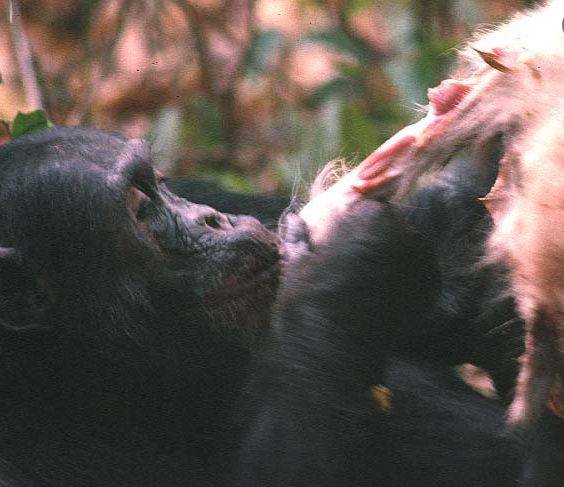 침팬지 한마리가 사냥한 먹잇감에 살가죽을 뜯어내고 있다. 침팬지는 유인원 중에 가장 고기를 즐겨먹고 집단 사냥으로 먹잇감을 잡는다. /남가주대 제인구달센터 홈페이지(Jane Goodall Research Center)