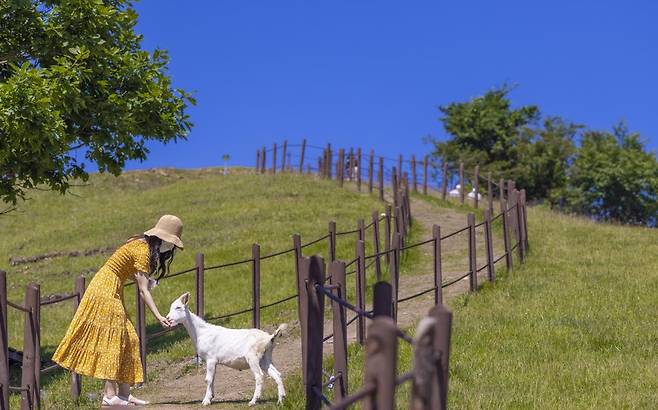 청량한 느낌을 주는 몽토랑 목장 [사진/성연재 기자]