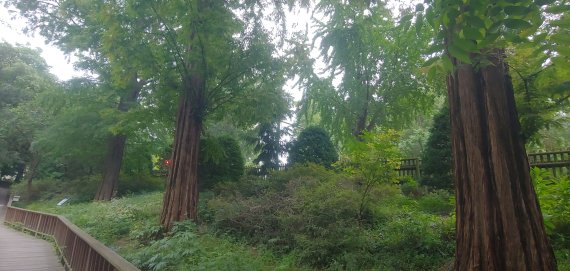 제2수목원 침엽수원에 있는 메타세쿼이아. 사진=김만기 기자
