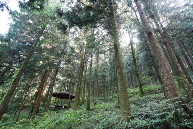 편백과 삼나무가 어우러진 무등산편백자연휴양림. ⓒ박준규