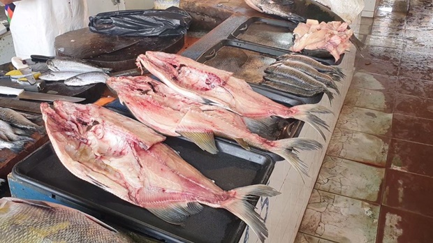 브라질 아마존 현지 수산시장의 모습. 전문가들은 하프병 환자 모두 생선 섭취 후 24시간 만에 증상이 발현된 점으로 보아, 오염된 생선을 먹었을 것으로 추정된다고 밝혔다.
