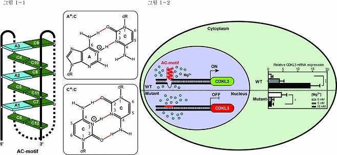 (왼쪽) AC-motif 구조 모식도: A+:C와 C+:C 염기쌍들이 교차로 삽입되어 있는 4중 나선 구조.  (오른쪽) 세포 내 유전자 발현 조절 : CDKL3 유전자 프로모터에 존재하는 AC-motif는 마그네슘이 있는 환경에서 형성되며, 이로 인해 CDKL3 유전자 발현이 증가함. 반면 AC-motif를 형성할 수 없는 서열로 교정된 mutant 세포에서는 마그네슘이 있는 환경일지라도, CDKL3 유전자의 발현의 증가를 관찰할 수 없음. [그림제공 및 설명=성균관대학교 김경규 교수]