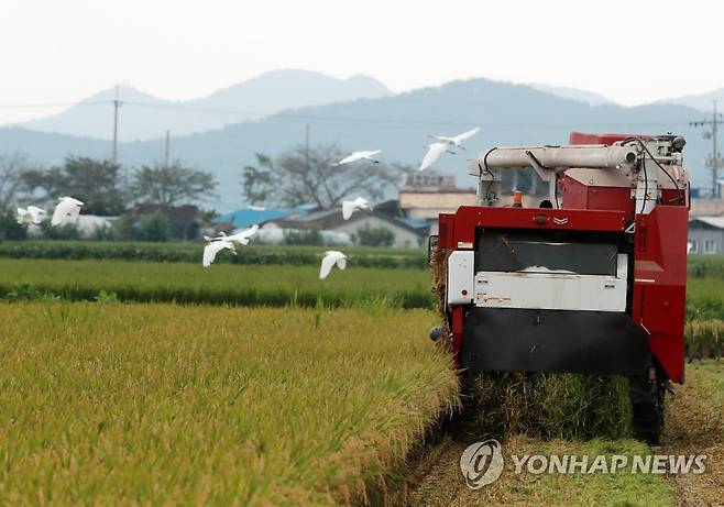 가을이 오는 풍경 지난달 31일 오후 부산 강서구 죽동동 농민 김경양씨 논에서 부산지역 올해 첫 벼 수확이 진행되고 있다. 여름 동안 논밭에서 먹이활동을 하던 백로가 아쉬운 듯 날아가고 있다. 김씨는 지난 4월 30일 조생종 벼로 모내기를 해 125일 만에 수확에 나섰다. [연합뉴스 자료사진]