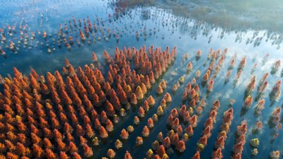 Photo taken on Jan. 5, 2019 shows the wetlandof dawn redwood clad in mist in Dianwei Village in Panlong District of Kunming, capital of southwest China's YunnanProvince. (PRNewsfoto/Xinhua Silk Road)