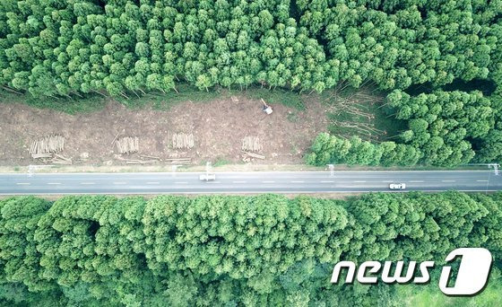 2018년 제주 비자림로 확포장 공사 추진 당시 삼나무숲 가로수 나무들이 잘려져 쌓여 있는 모습. 2018.8.9/뉴스1