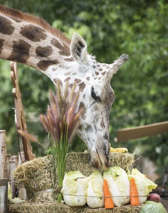 35번째 생일을 맞은 용인 에버랜드의 기린 장순이. 1986년생인 장순이는 사람으로 따지면 100세 생일을 맞은 것이다. 에버랜드