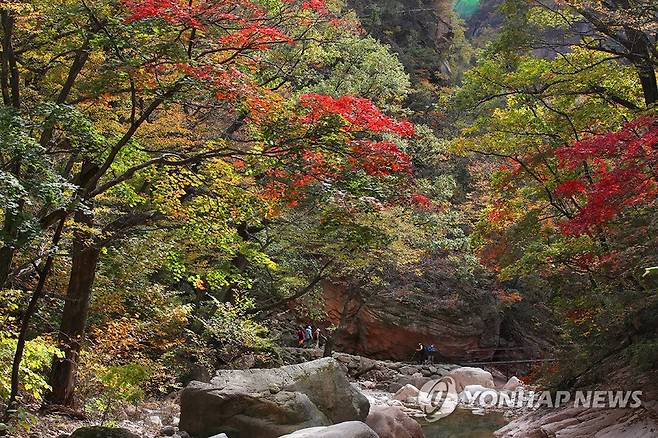 가을 단풍길, 주전골 길 (양양=연합뉴스) 전수영 기자 = 사진은 지난해 11월 13일 단풍으로 곱게 물든 주전골 길. 2020.11.13 swimer@yna.co.kr