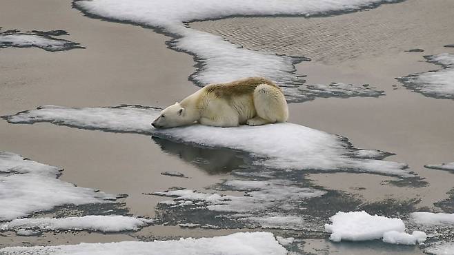 해빙 감소 탓에…북극곰 근친교배 증가로 멸종 위험 커졌다(사진=AFP 연합뉴스)