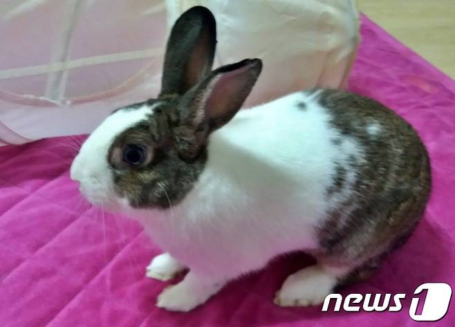 배봉산에서 구조한 토끼 '토토' (동물권단체 하이 제공) © 뉴스1