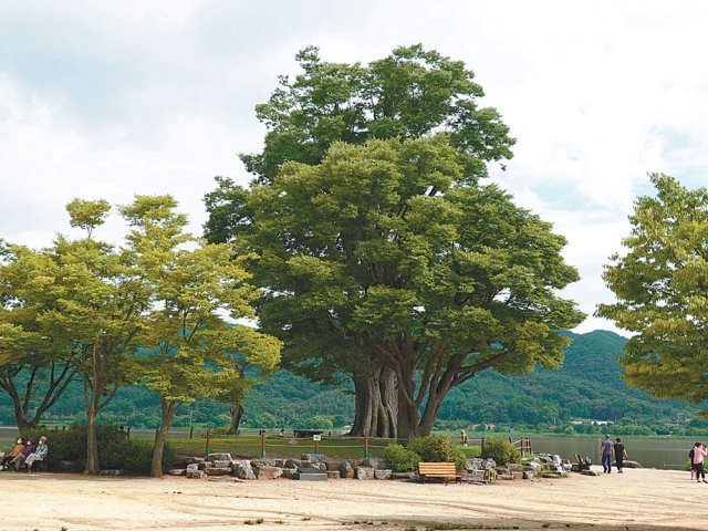 두물머리의 상징인 수령 400년 느티나무.