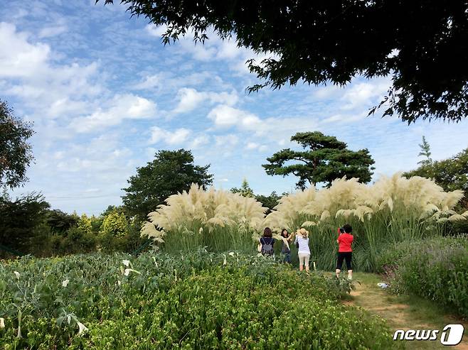 태안군 남면에 위치한 청산수목원에서 갈대와 수련꽃의 향연을 감상할 수 있다© News1