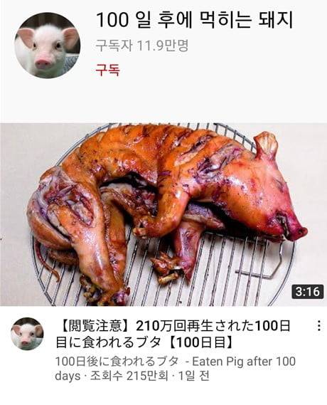 사진=100일 후 먹히는 돼지' 캡처