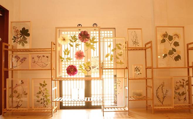 신혜우 ‘면면상처: 식물학자의 시선’. 국립현대미술관 제공