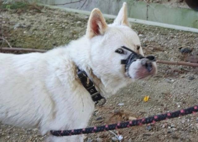 [온라인 커뮤니티 '보배드림']