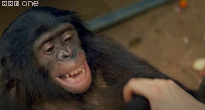 간지럼을 태우자 웃음소리를 내는 침팬지. BBC 유튜브 갈무리